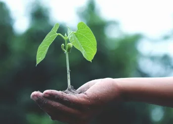 Pink leaves, green nickel
