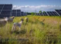 VW puts nearly 100 sheep to work at Poland solar farm