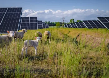 VW puts nearly 100 sheep to work at Poland solar farm