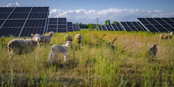 VW puts nearly 100 sheep to work at Poland solar farm
