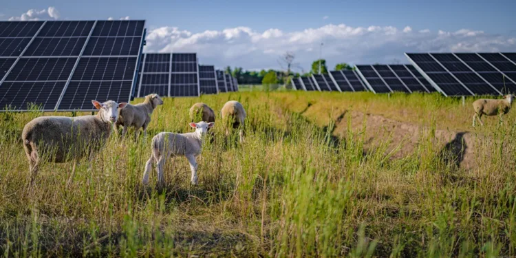 VW puts nearly 100 sheep to work at Poland solar farm