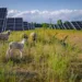VW puts nearly 100 sheep to work at Poland solar farm